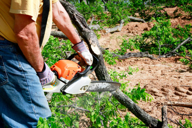 Best Hazardous Tree Removal  in North Wildwood, NJ